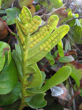 Image of leathery polypody