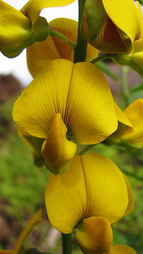 Image de Crotalaria retusa L.