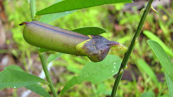 Image de Crotalaria retusa L.