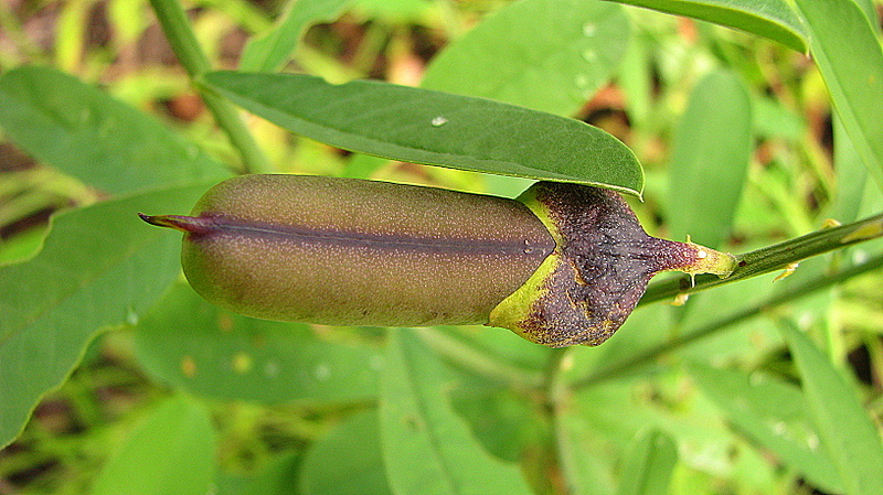 Image of Rattlepod