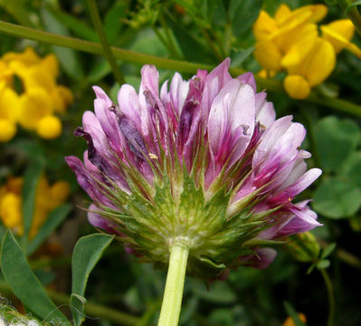 Image of cows clover