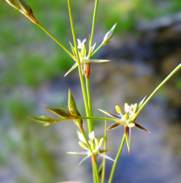 Imagem de Juncus bufonius L.