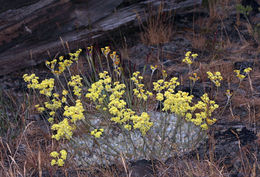 Image of Eriogonum strictum var. anserinum (Greene) S. Stokes