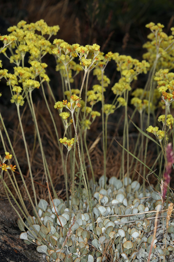 Image of Eriogonum strictum var. anserinum (Greene) S. Stokes