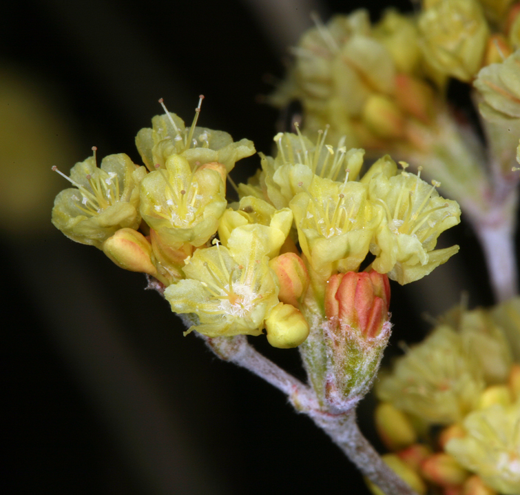 Image of Eriogonum strictum var. anserinum (Greene) S. Stokes