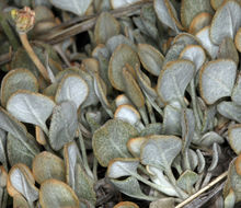 Image of Eriogonum strictum var. anserinum (Greene) S. Stokes