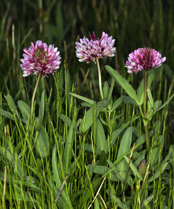 Image de Trifolium beckwithii S. Watson