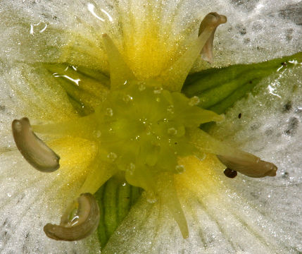 Image of California damsonium