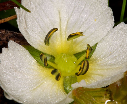 Image of California damsonium