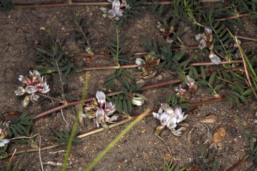 Sivun Astragalus lentiginosus var. salinus (T. J. Howell) Barneby kuva