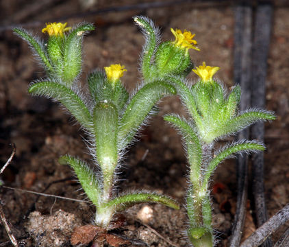 Image de Hemizonella minima (A. Gray) A. Gray