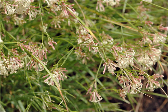 Image of Asperula aristata L. fil.