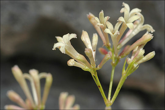 Image of Asperula aristata L. fil.