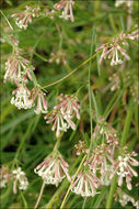 Plancia ëd Asperula aristata L. fil.