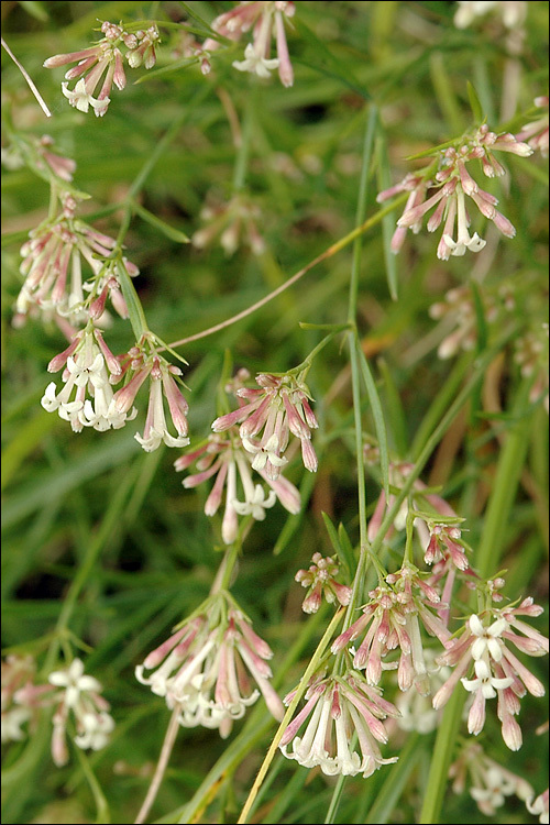 Image of Asperula aristata L. fil.