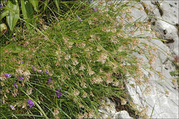 Image of Asperula aristata L. fil.