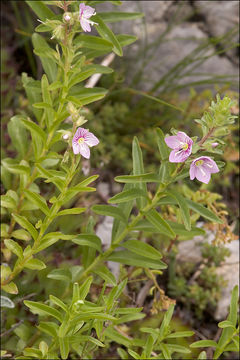 Sivun Veronica fruticulosa L. kuva