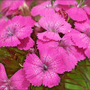 Dianthus carthusianorum L. resmi