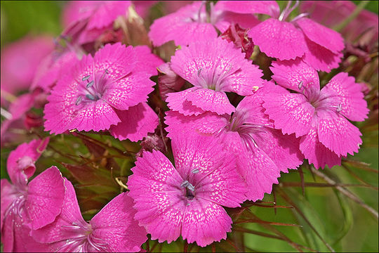 Image of carthusian pink