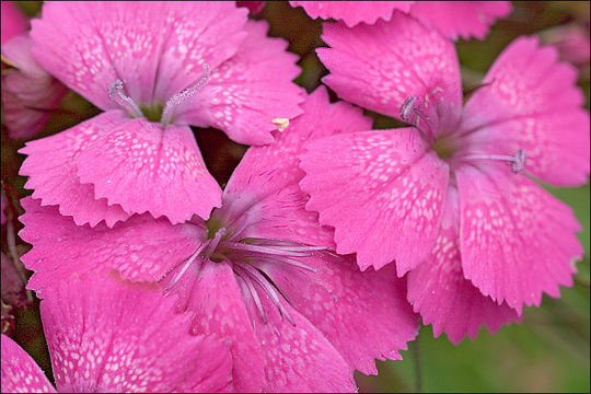 صورة Dianthus carthusianorum L.