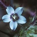 Image of <i>Navarretia gowenii</i>