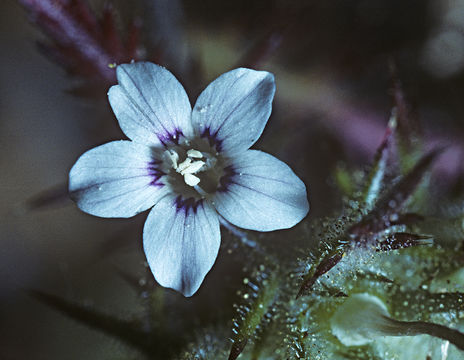 Image of <i>Navarretia gowenii</i>