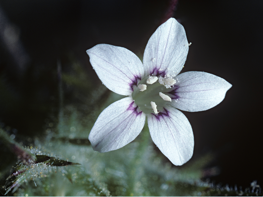 Image of <i>Navarretia gowenii</i>