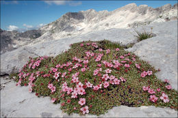 Image de Potentilla nitida L.