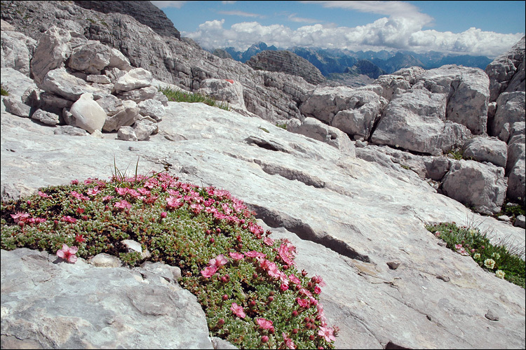 Image de Potentilla nitida L.