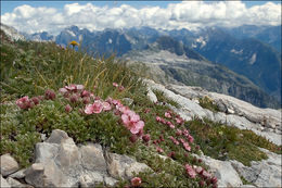 Image de Potentilla nitida L.