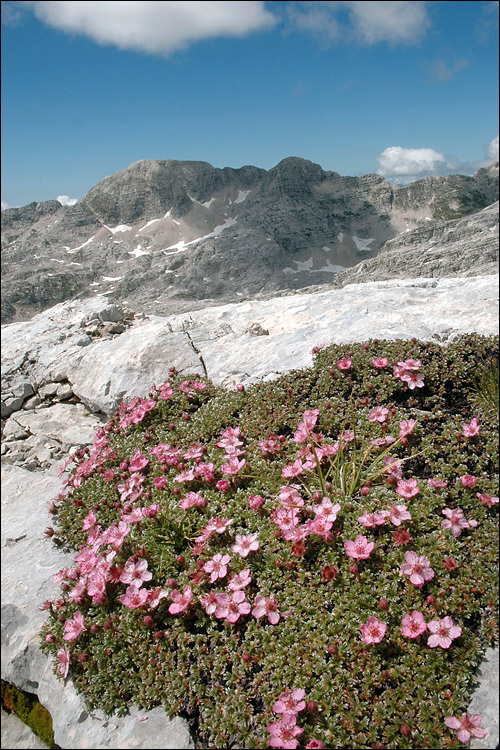 Image de Potentilla nitida L.