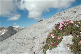 Image de Potentilla nitida L.