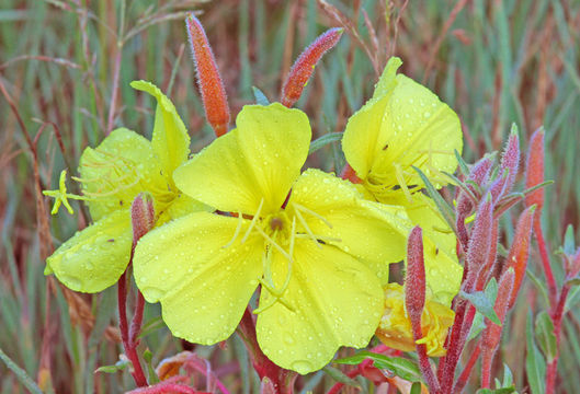 Image de Oenothera elata subsp. hirsutissima (A. Gray ex S. Wats.) W. Dietrich