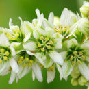 Image of California false hellebore