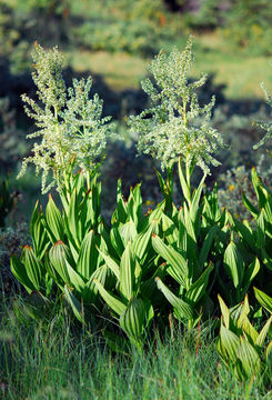 Image of California false hellebore