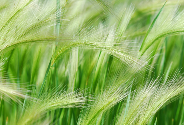 Image of foxtail barley