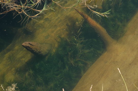 Image of Robbins' pondweed