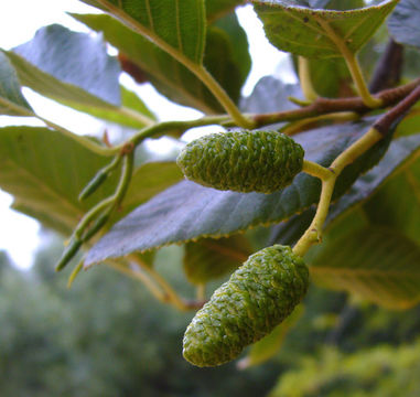Sivun Alnus rhombifolia Nutt. kuva