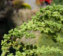 Image of cutleaf goosefoot