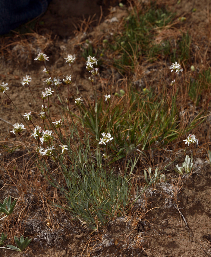 Слика од Eremogone congesta var. crassula (Maguire) R. L. Hartman & Rabeler