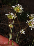 Image of ballhead sandwort