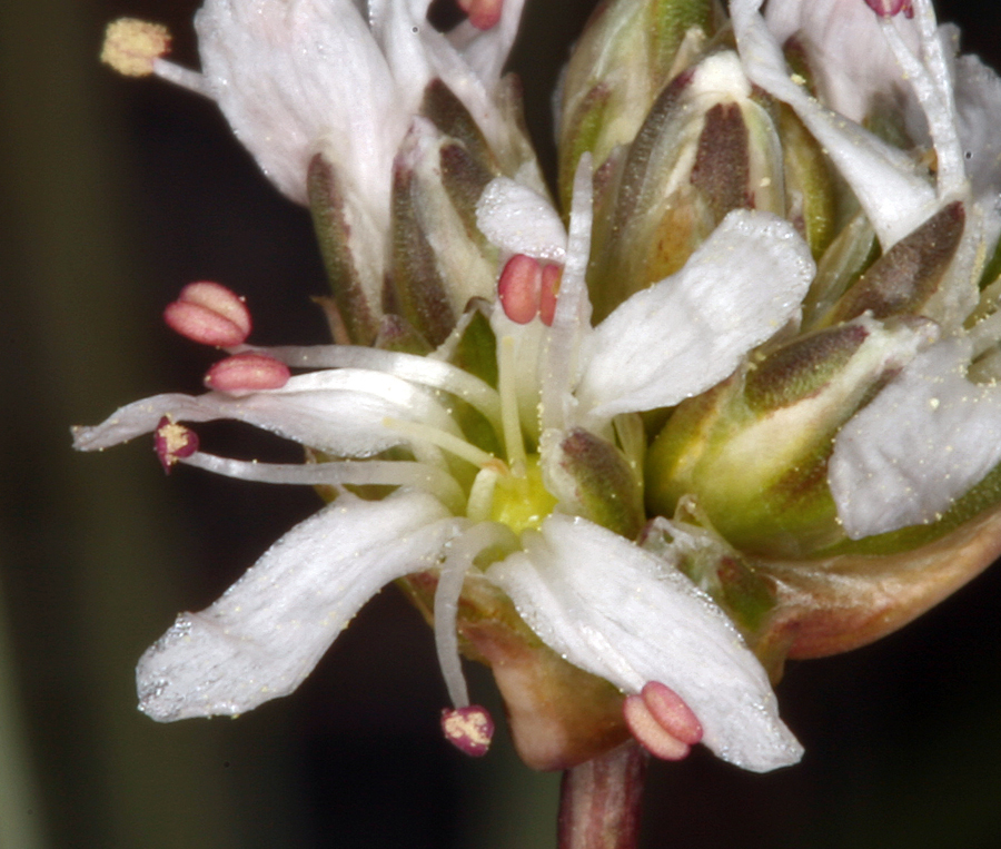 Слика од Eremogone congesta var. crassula (Maguire) R. L. Hartman & Rabeler