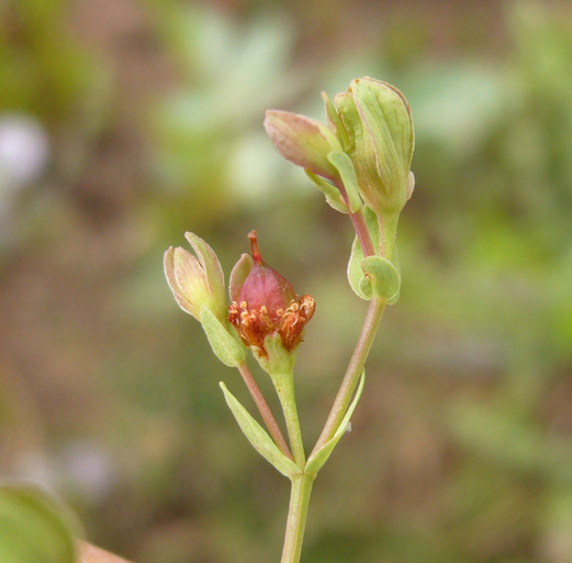 Image de Hypericum anagalloides Cham. & Schltdl.