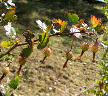 Image of hillside gooseberry