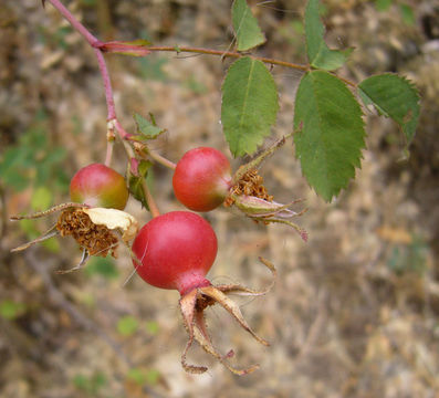 Imagem de Rosa pisocarpa A. Gray