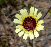 Image of European umbrella milkwort