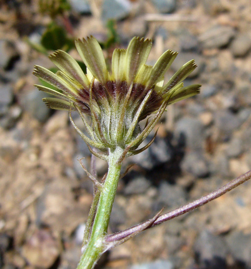 Image de Tolpis barbata (L.) Gaertn.