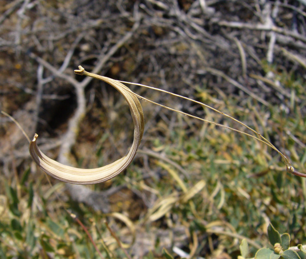 Image of tree poppy