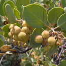 Image of sticky whiteleaf manzanita