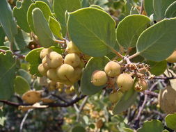 Arctostaphylos viscida Parry resmi